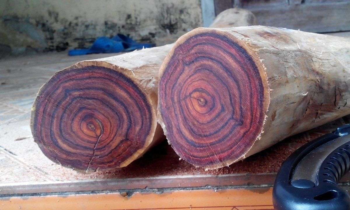 Nhận biết gỗ sưa đỏ từ mùi hương