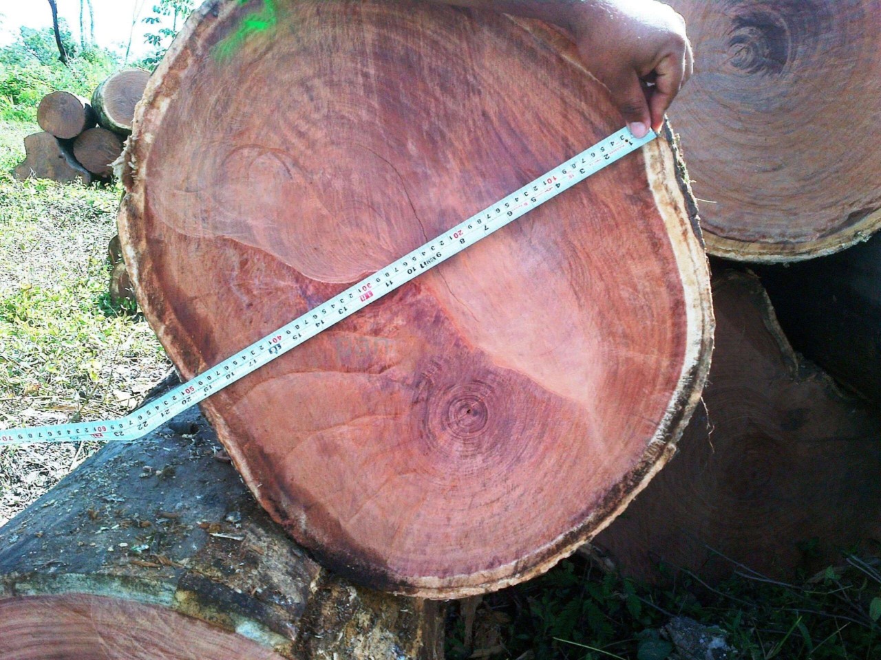 Gỗ hương Nam Mỹ có kích thước lớn, ít vân gỗ