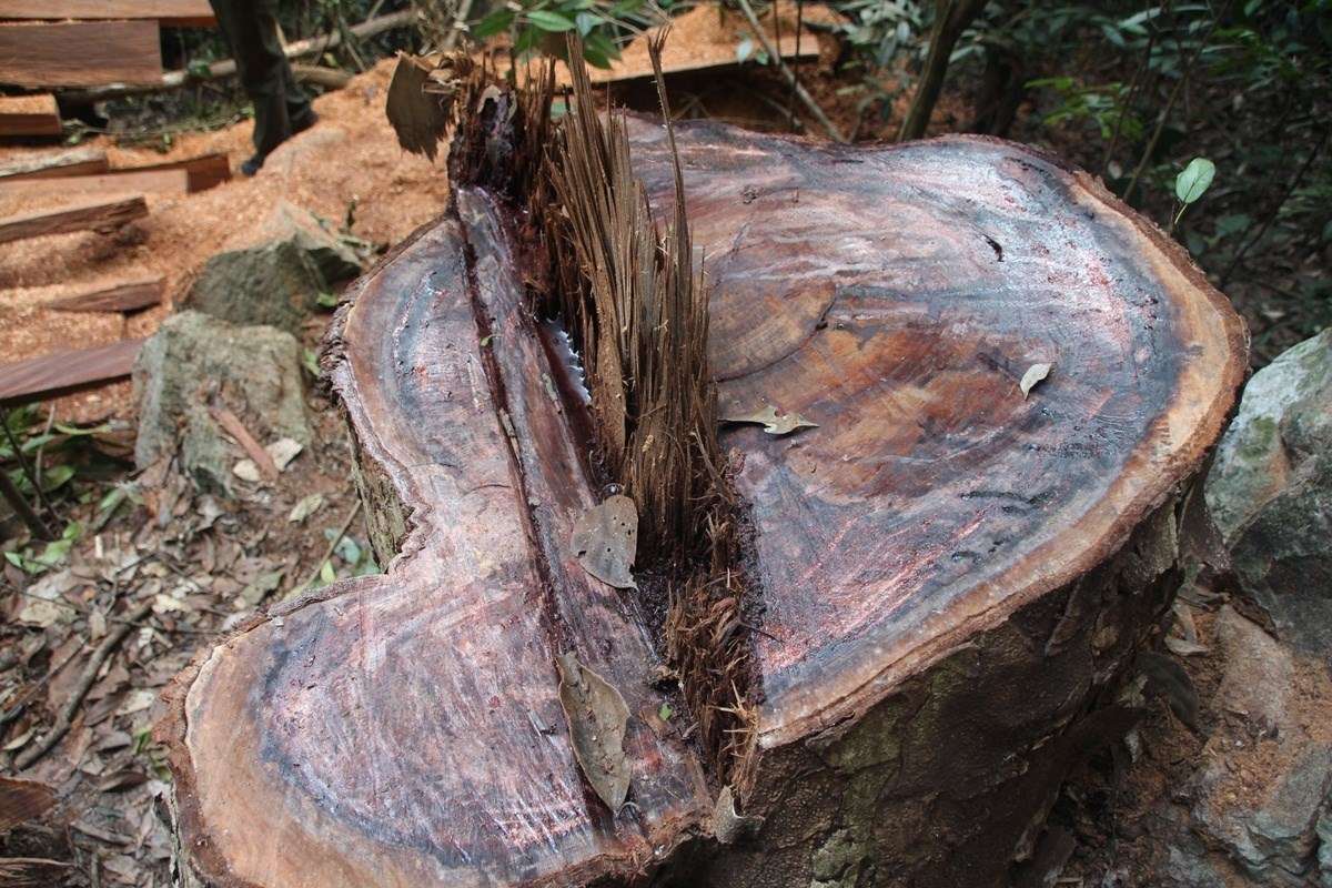 Phân loại gỗ nghiến theo đặc điểm bên ngoài 