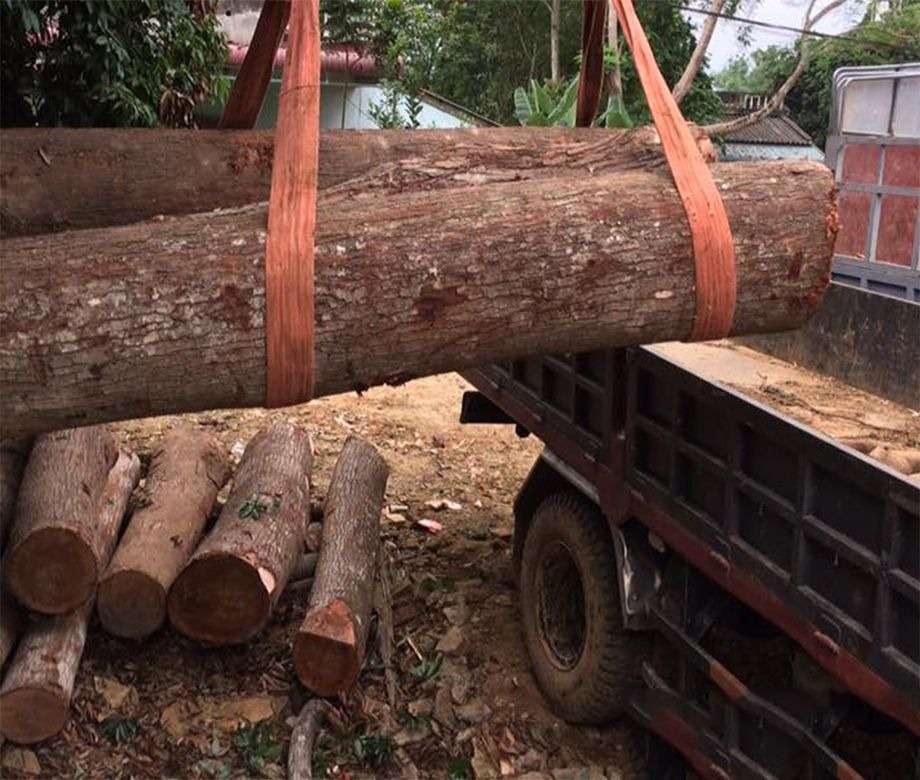 Nguồn cung hiện nay của gỗ Xà Cừ đang dần bị hạn chế