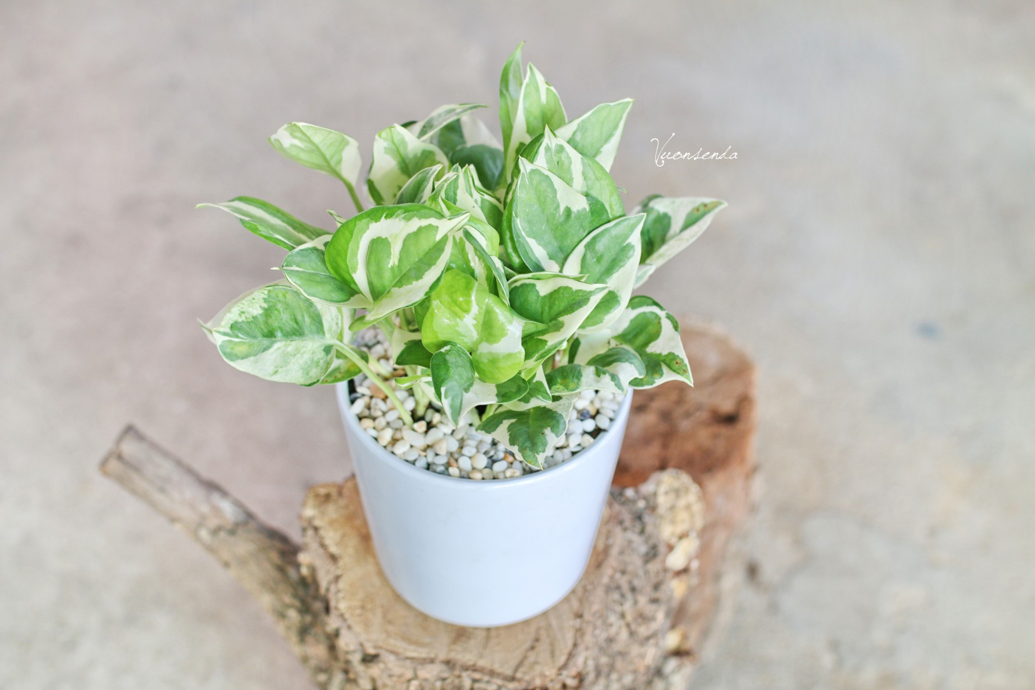 Nên trang trí cây xanh trong nhà bếp loại nào là phù hợp? 26 Trang trí nhà bếp với cây trầu bà cẩm thạch