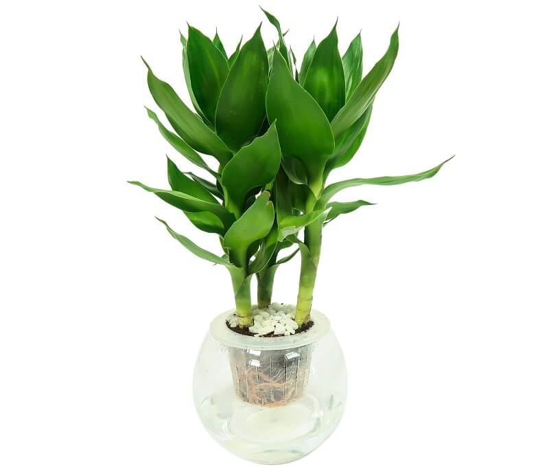 Nên trang trí cây xanh trong nhà bếp loại nào là phù hợp? 28 Không nên trang trí cây phát tài trong nhà bếp