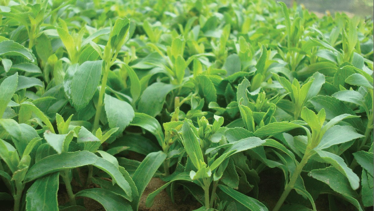 Nên trang trí cây xanh trong nhà bếp loại nào là phù hợp? 29 Không nên trang trí cây cỏ ngọt trong nhà bếp