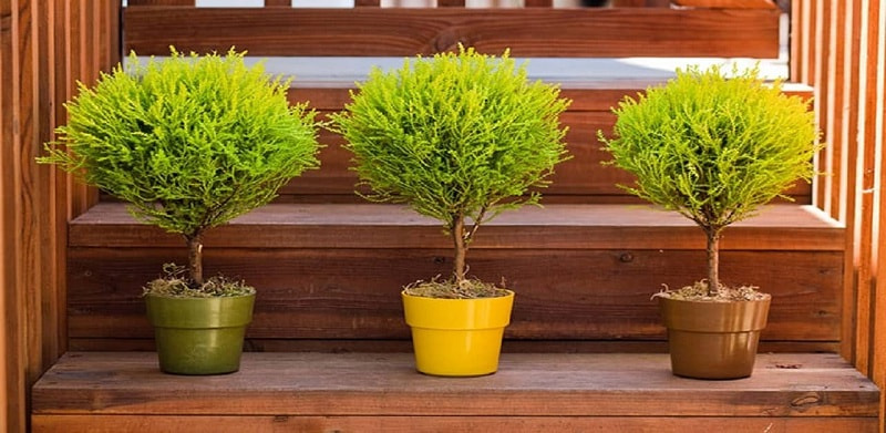 Nên trang trí cây xanh trong nhà bếp loại nào là phù hợp? 20 Trang trí nhà bếp với cây tùng thơm