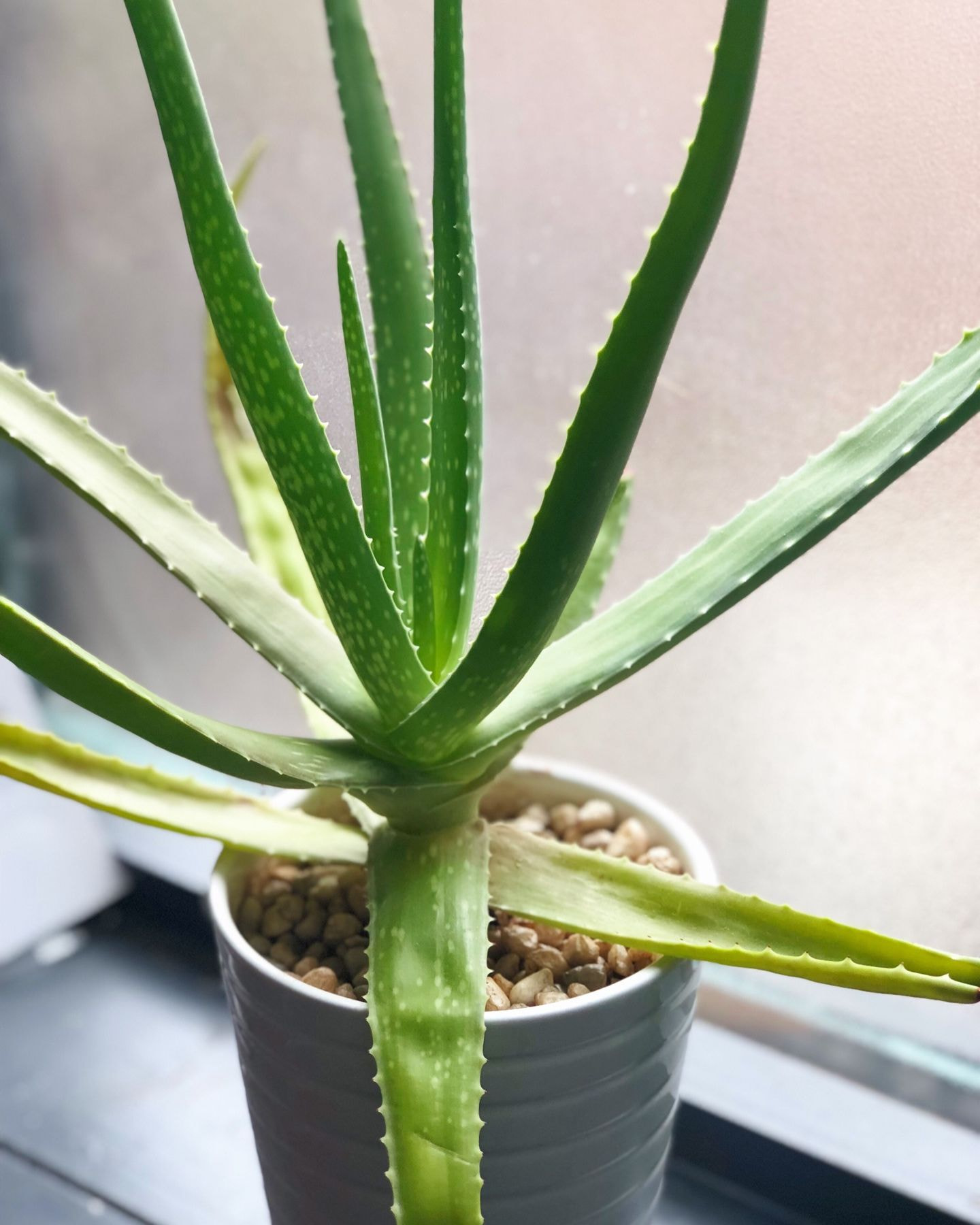 Nên trang trí cây xanh trong nhà bếp loại nào là phù hợp? 22 sử dụng cây nha đam trang trí phòng khách với nhiều lợi ích