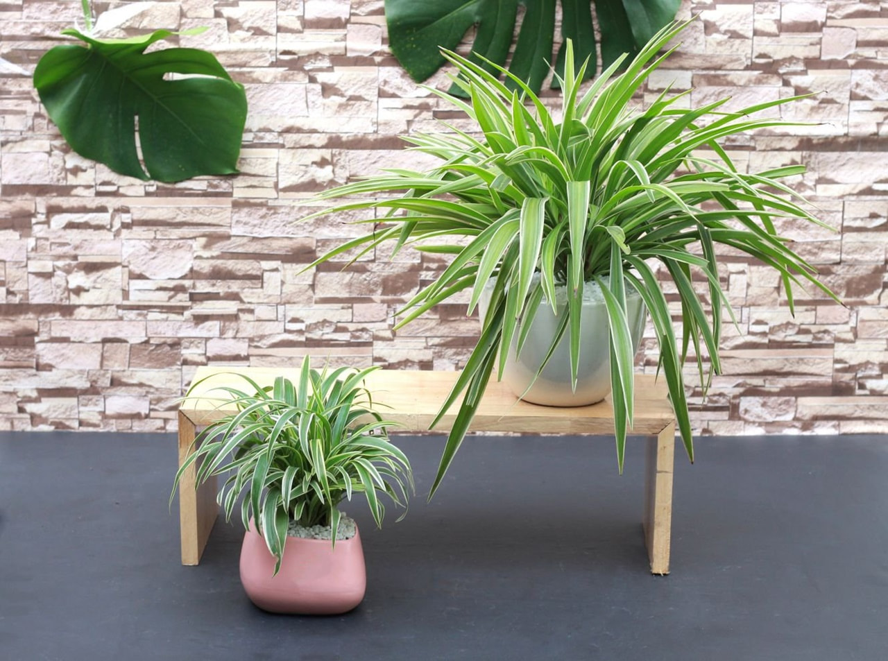 Nên trang trí cây xanh trong nhà bếp loại nào là phù hợp? 25 Trang trí nhà bếp với cỏ lan chi