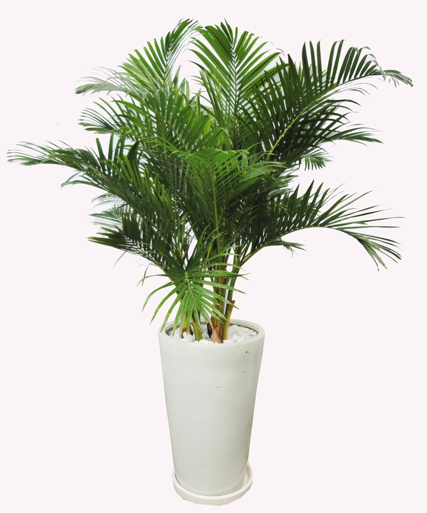 Cây cau cảnh trồng trong phòng ngủ