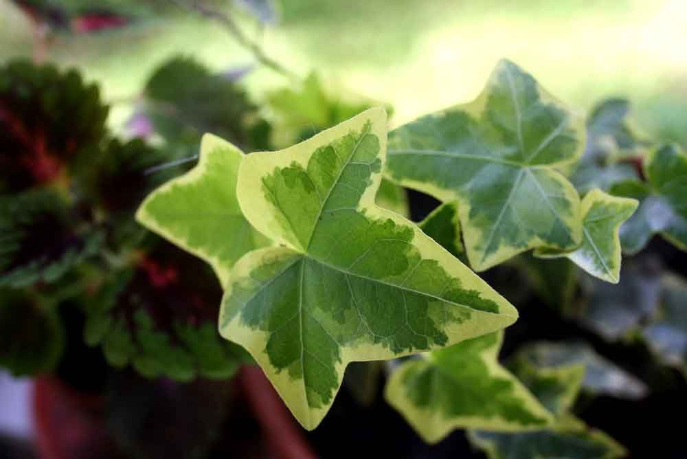 Cây thường xuân giúp thanh lọc khí độc trong phòng