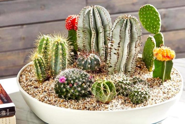 ránh đặt cây xương rồng trong phòng ngủ