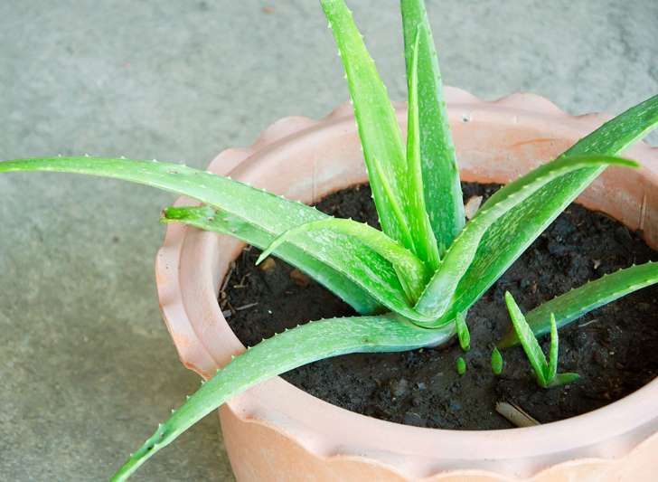 Cây nha đam thích hợp đặt trong phòng ngủ