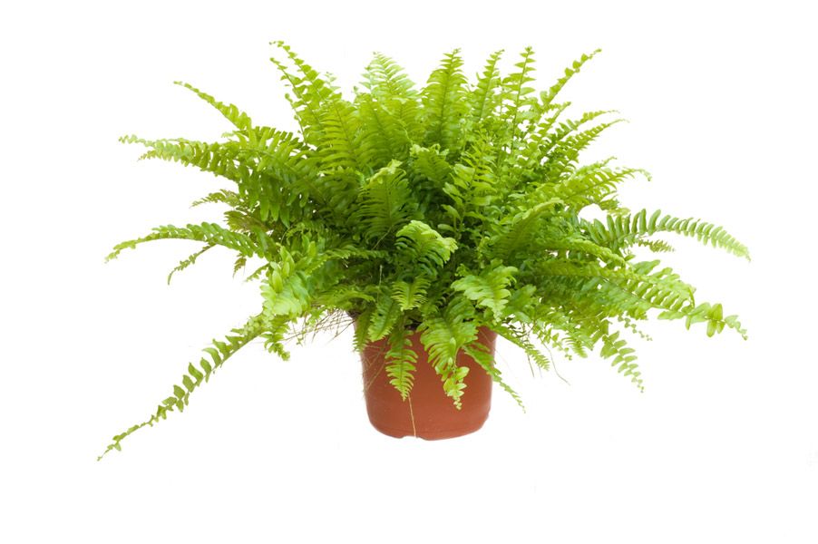 Cây dương xỉ giúp thanh lọc không khí phòng ngủ hiệu quả