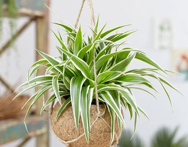 Cây dây nhện là một trong những cây rất phù hợp đặt trong phòng ngủ
