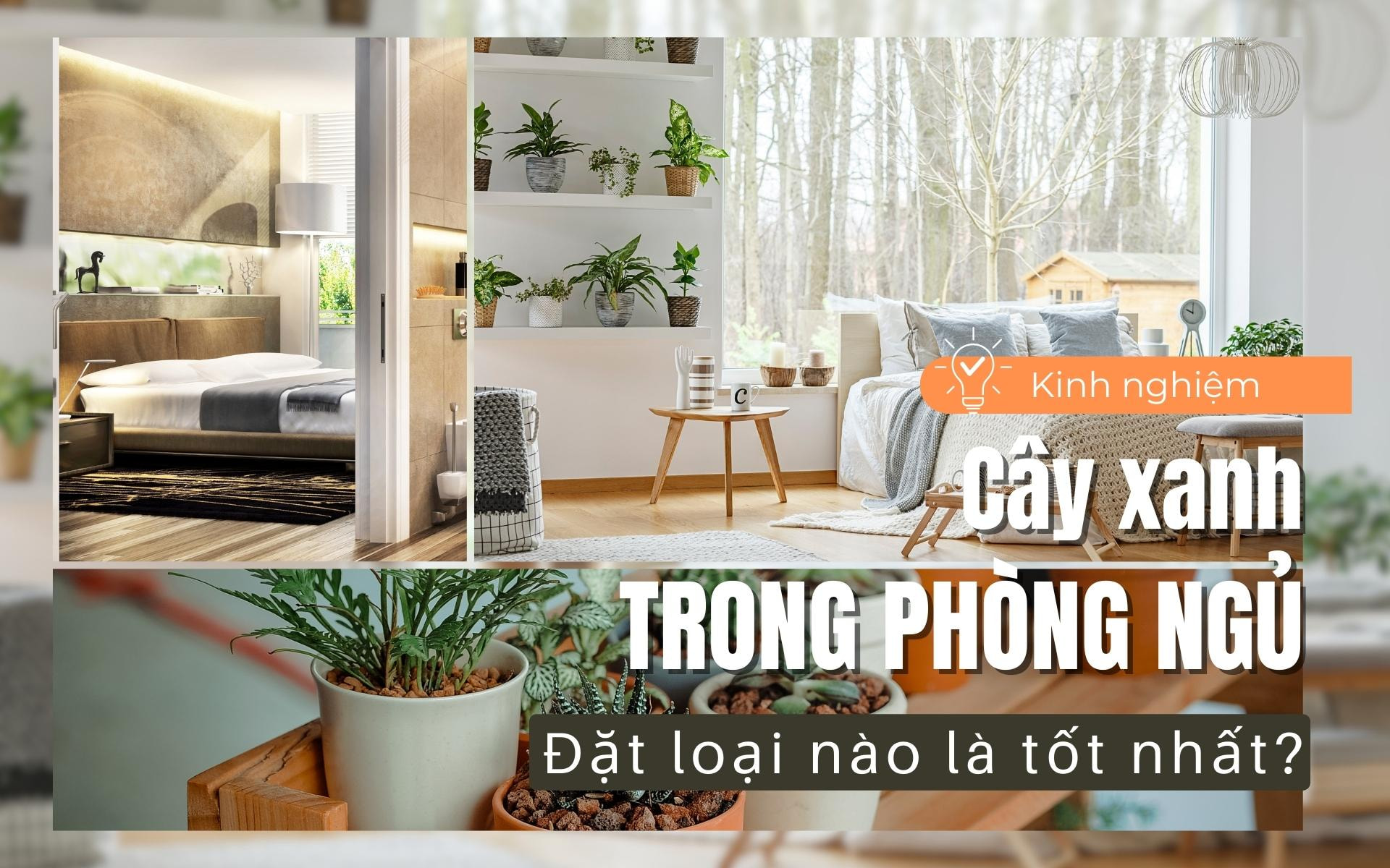 cây xanh phòng ngủ